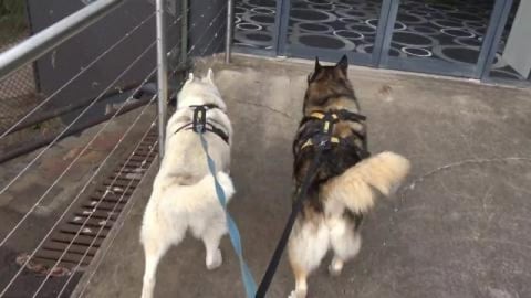 Husky hike at Picnic Point, Toowoomba