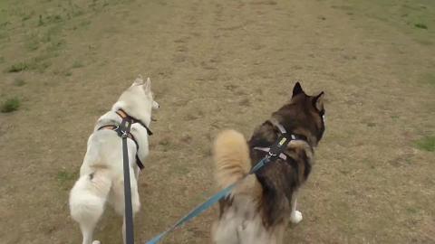 Malamute & Husky play with American Staffy