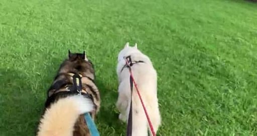 Husky Mack weekly visit & Goldie Friend being patient for...