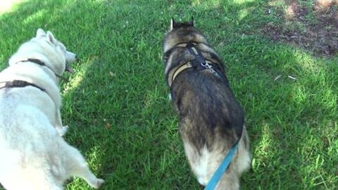 Update on Mack on a hot days walk