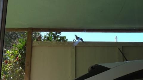 Doves making house at the Husky House