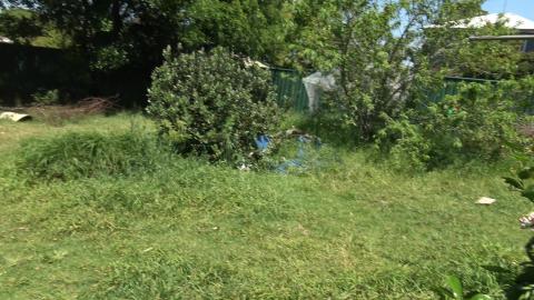 Little Guinea Pigs and fruit trees