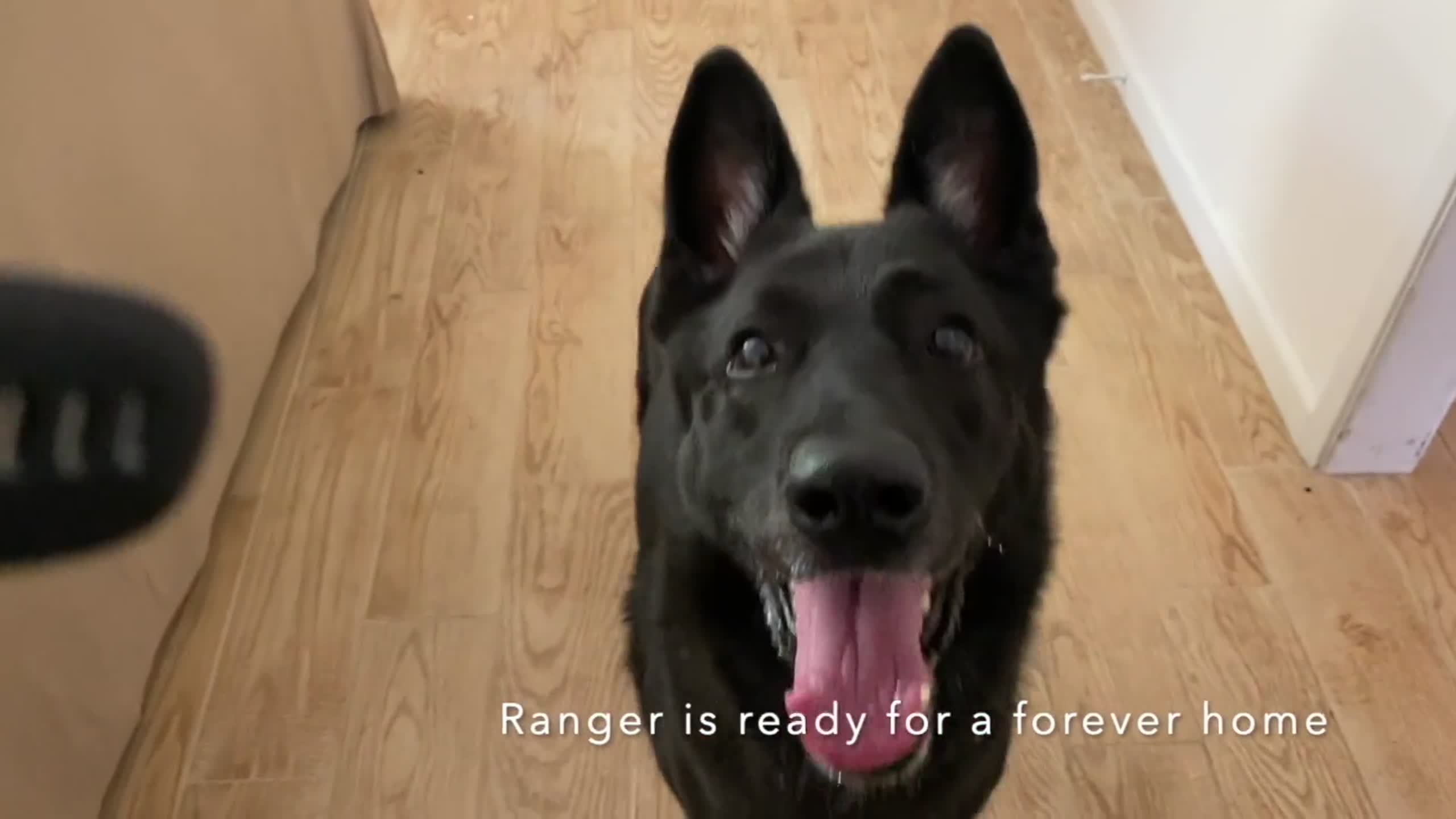 Pet Tales Ranger the German shepherd is looking for his forever home