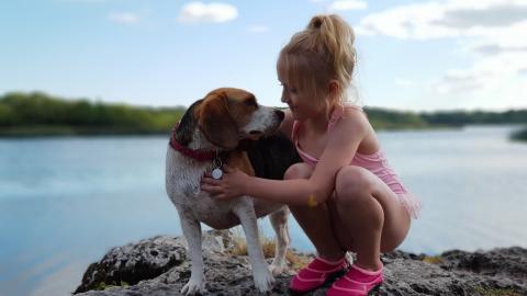 How Nicely Beagle Dogs Can Play With Child