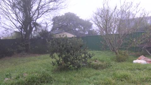 No snow for a Husky, just fog and Guinea Pigs