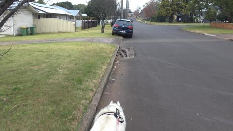 Husky excited after finding a Cat