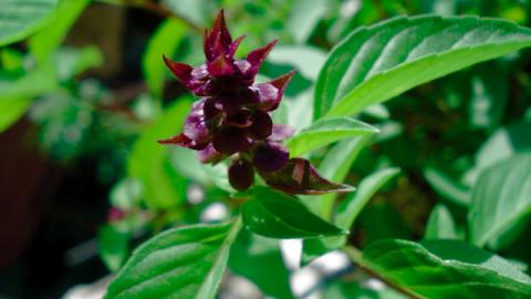 How to Store fresh Basil in the Fridge / Kitchen Tricks