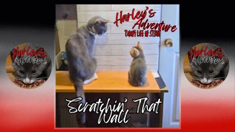 Scratchin' That Wall Music Lyrics