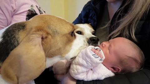 Heartwarming Dogs Reaction When They Meet Newborn Baby