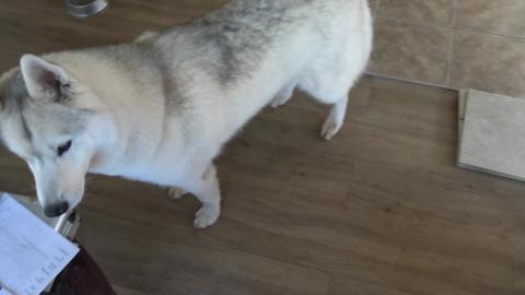 Does a Husky want to try cooked worms (spaghetti)