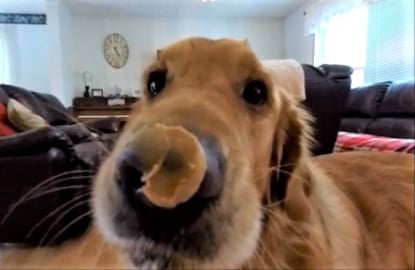 Slow Motion Dog Eats Peanut Butter And Drinks Water! 