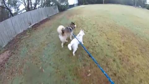 2 puppy huskies have moved in and we say welcome