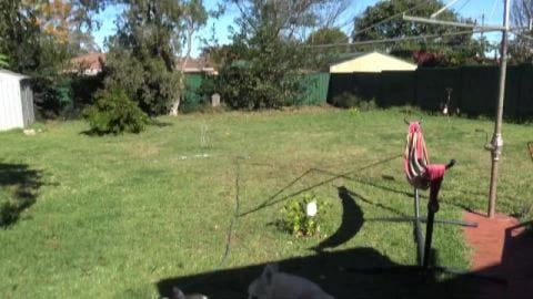 Husky scares sunbaking doves & peach flower