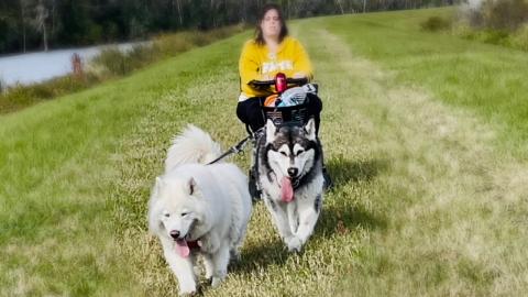 My Malamute Helps Save Stranded Lady! Then Almost Kills m...