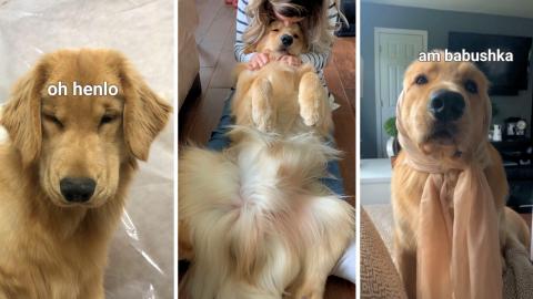 Life With a Golden Retriever | Compilation 5