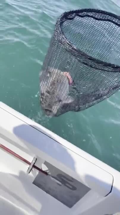 Ronald Stalvey catches large blue marlin off S.C. coast