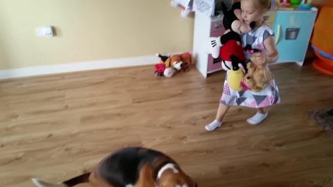 Fun and Giggle with a Beagle | Dog loves to play with a c...