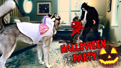 Husky Halloween Party – Tricks & Treats! | Funny Dogs V...