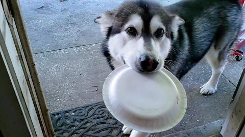 Malamute's Hilarious Way To Say He's Hungry