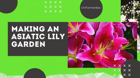 Creating an Asiatic Lily Garden | Flower Garden | Contain...