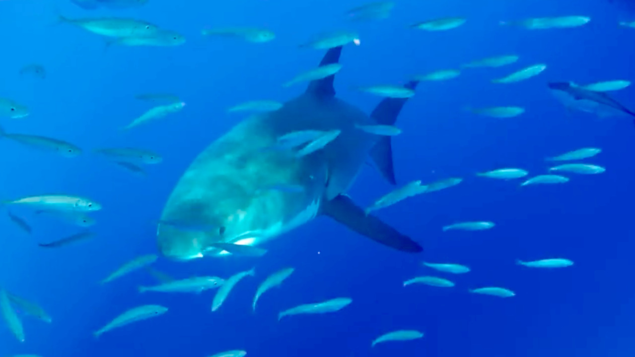 Dentally challenged great white shark greets divers