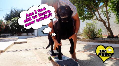 A Day in Spain with Percy the Labrador