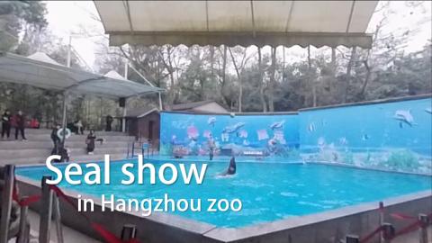 Entertaining seal performance in a Chinese zoo (VR one ta...