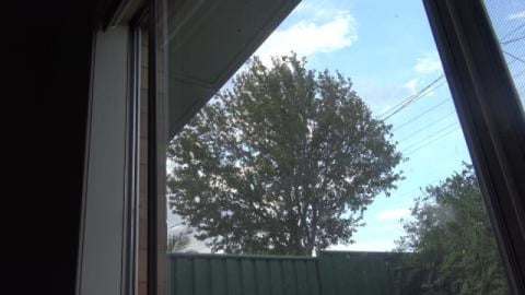 Invasion of the birds or just noisy neighbours moving in