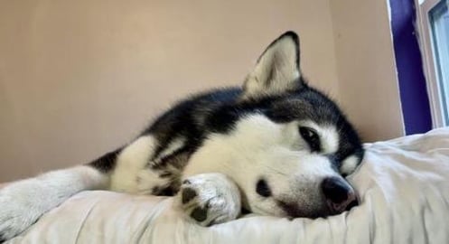 Tonka Has an Embarrassing Question