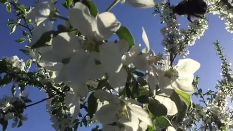 Chillaxin in the Zen Garden with Dumbledore. A Bumble Bee...