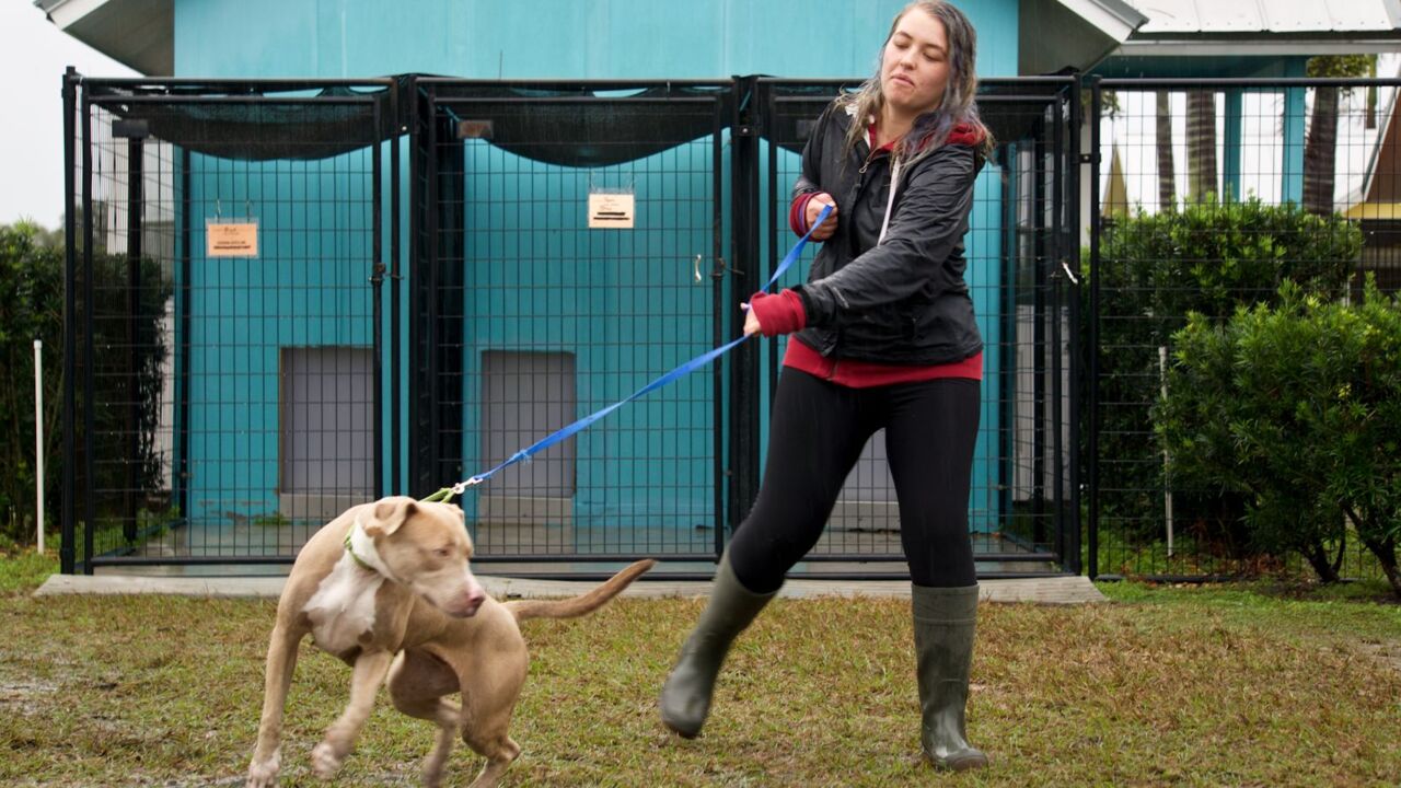 See the flooding at Nate's Honor Animal Rescue Bradenton Herald
