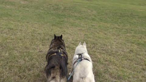Husky getting me to run after a hare