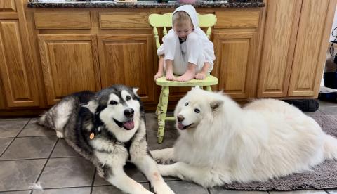 Adorable Girl Bakes Ghost Cakes While Giant Dogs Wait To ...