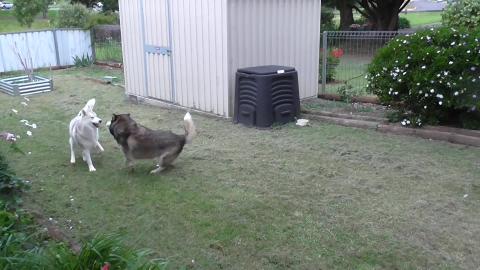 Huskies playing - low fence risk!!