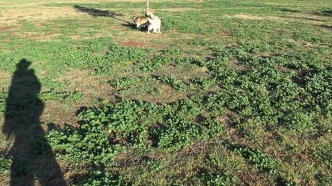 Husky's sniffing out the dog park before walkies