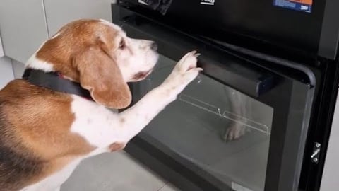 Funny Dogs Trying to clean the Oven