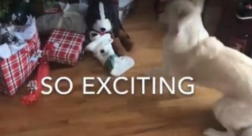 Lola’s First Christmas.... So Exciting 