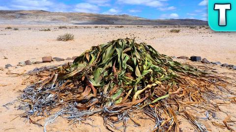 2000 Year Old Onion of the Desert