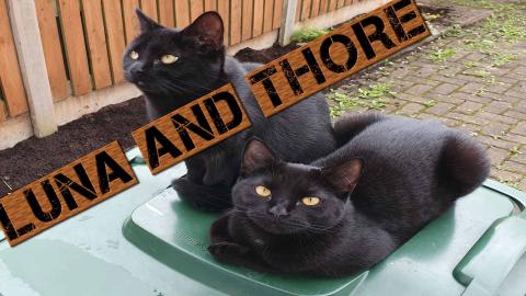 Luna And Thor Last Year With 8 Months Old