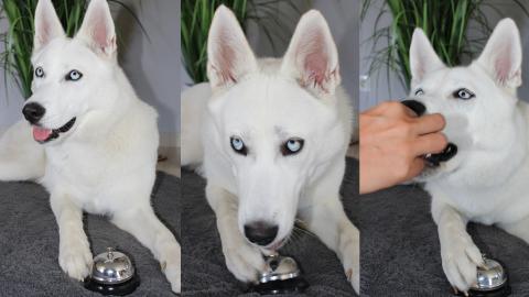 My Dog rings the bell for a treat! 