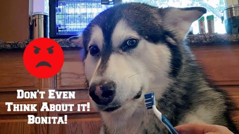 Mad Malamute Hates Having His Teeth Brushed