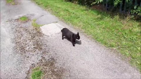 Looking for Kitten Thor in the Big Field Near Home