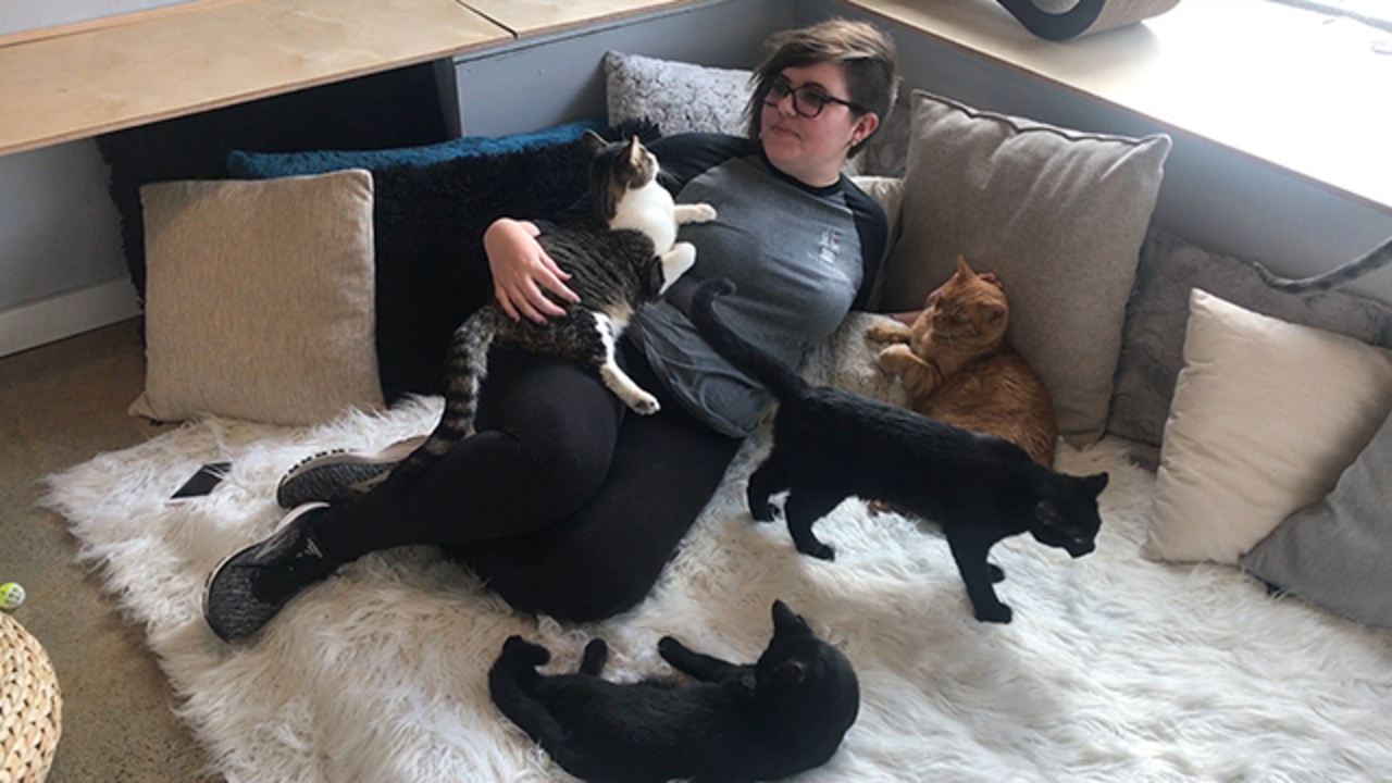 Inside Whisker's Cat Cafe, with adoptable KC Pet Project cats Kansas