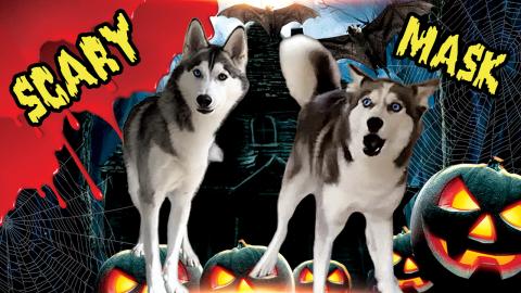 Huskies Pranked By Scary Yeti Beast! | Funny Dogs Video