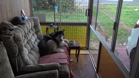 Sore husky gets treated like a King