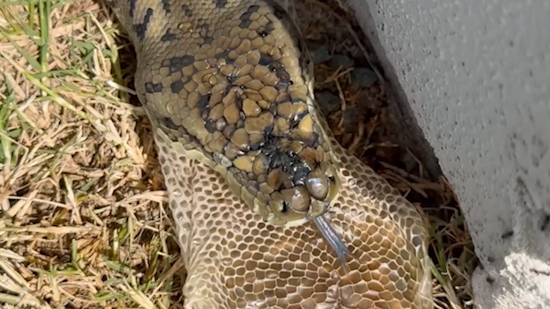 Pet snake sheds skin in one whole piece in Australia | AccuWeather