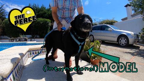 Percy the Labrador and his Embark Harness
