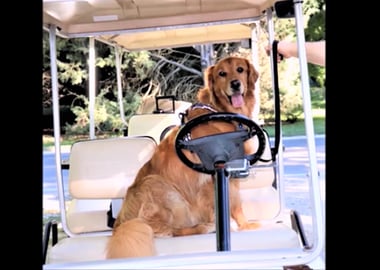 Dog Goes On An Adventure To Put N Bay!