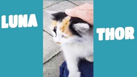 I made a friend today cute kitten 