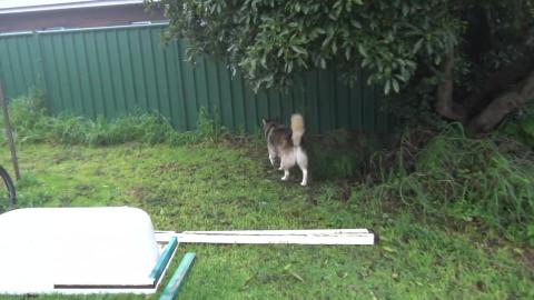 Husky & Malamute give a fruit tree & bath update